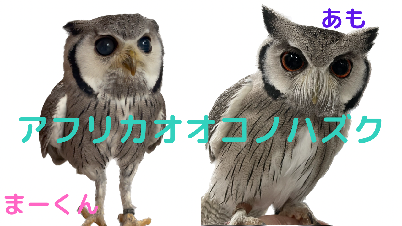 アフリカオオコノハズク フクロウの種類紹介 | Slowly Owl Life