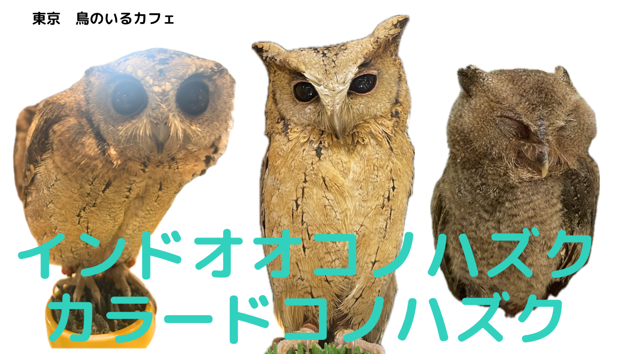 インドオオコノハズク フクロウの種類紹介 | Slowly Owl Life