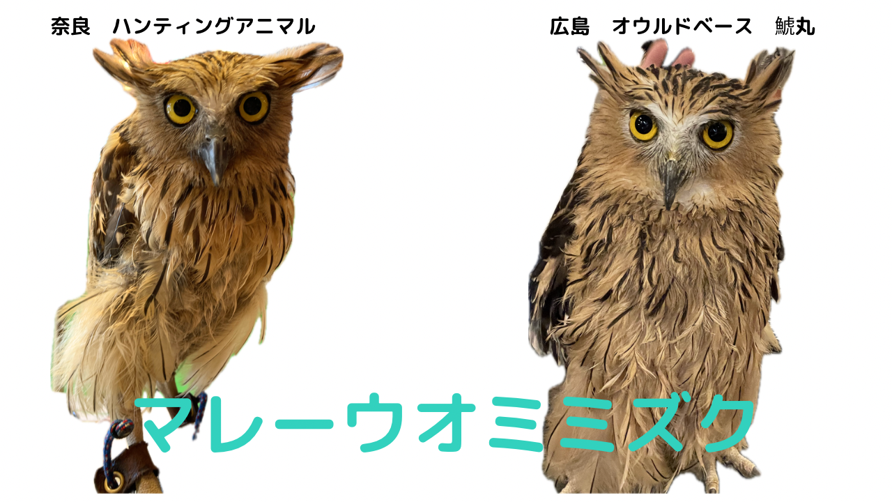 マレーウオミミズク フクロウの種類紹介 | Slowly Owl Life