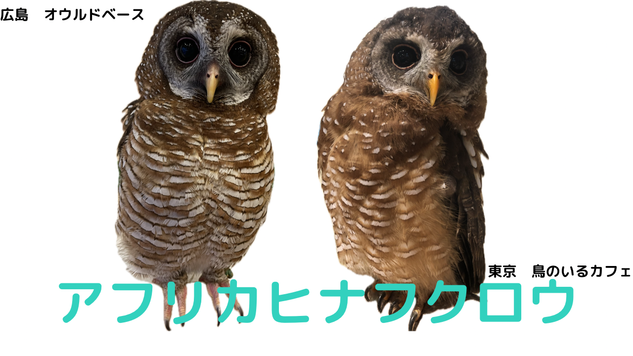 アフリカヒナフクロウ フクロウの種類紹介 | Slowly Owl Life