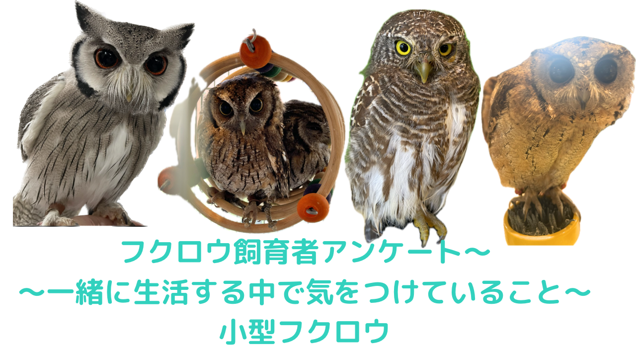 フクロウ飼育者アンケート〜一緒に生活する中で気をつけていること 